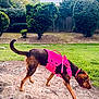 Emma Redbird joined the competition — help win amazing prizes! dog, brown_dog, pink_harness, pink_leash, outdoor, grass, dirt, trees, bushes, fence, pet, canine, sniffing, walking, nature, daylight, animal, leash, collar, backyard