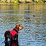 Emma Redbird joined the competition — help win amazing prizes! animal, canine, daylight, dog, duck, greenery, harness, lake, leash, mammal, nature, outdoor, pet, reflection, river, shallow_water, standing, summer, water, wildlife
