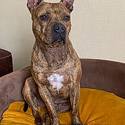 Patch participe au concours pour gagner de l'argent avec cette photo : dog, brindle, pet, animal, sitting, indoor, bed, blanket, toy, rubber_tire, brown, mustard, cute, alert, ears_up, furniture, resting, close_up, companion, domestic