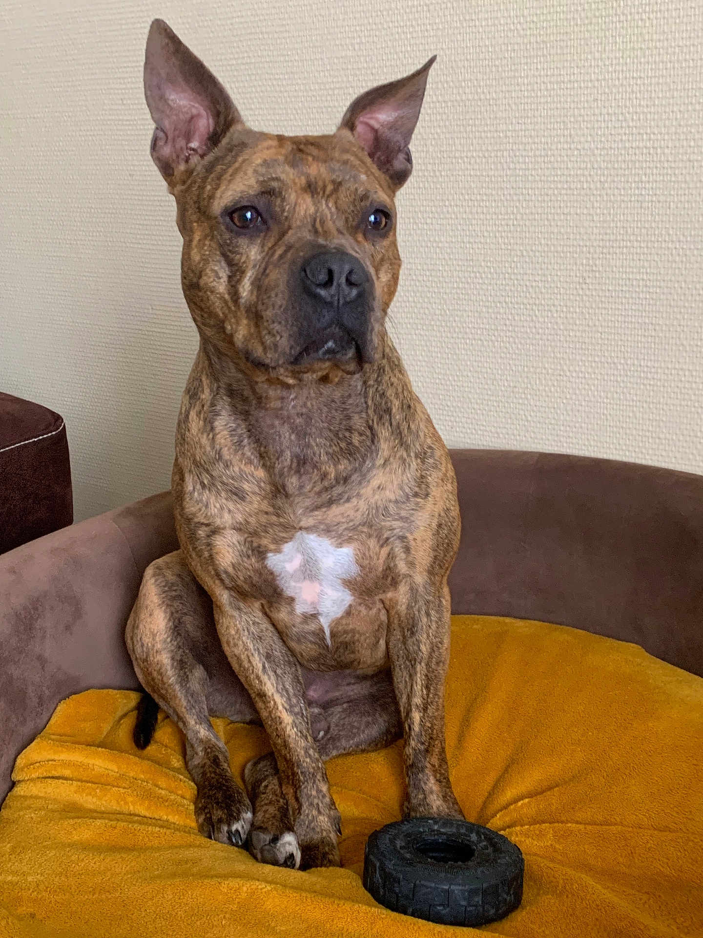 Patch participe au concours pour gagner de l'argent avec cette photo : dog, brindle, pet, animal, sitting, indoor, bed, blanket, toy, rubber_tire, brown, mustard, cute, alert, ears_up, furniture, resting, close_up, companion, domestic