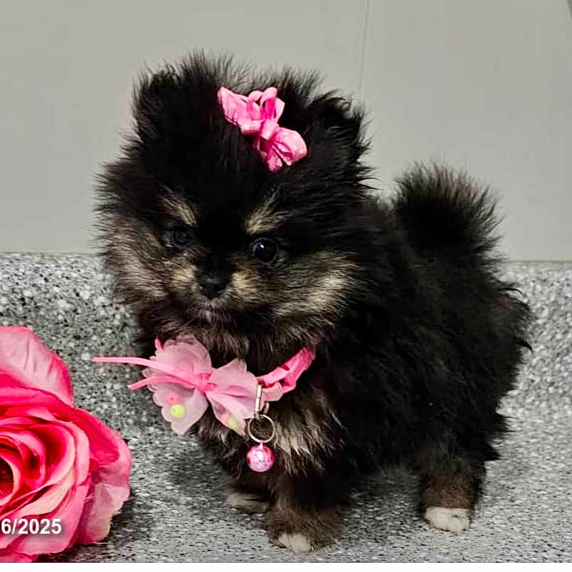 Josie Bear is registered to the contest to win money with this photo: affenpinscher, animal, canine, carnation, cat, cockerspaniel, dahlia, dog, flower, flowerarrangement, flowerbouquet, ikebana, kitten, peony, pet, petal, plant, pottedplant, puppy, rose