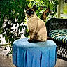 Aasha is registered to the contest to win money with this photo: animal, blue_eyes, cat, collar, cozy, cushion, domestic, furniture, greenery, home, indoor, natural_light, pet, plants, portrait, siamese_cat, sitting, stool, tag, wicker_chair