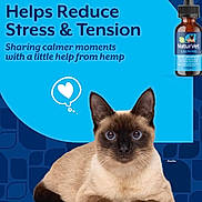 Aasha joined the competition — help win amazing prizes! advertisement, animal, blue_background, blue_eyes, calming, cat, close_up, cute, dropper_bottle, health_supplement, hemp, lying_down, pet, product_bottle, relaxed, siamese_cat, stress_relief, tension_reduction, text_overlay, thought_bubble