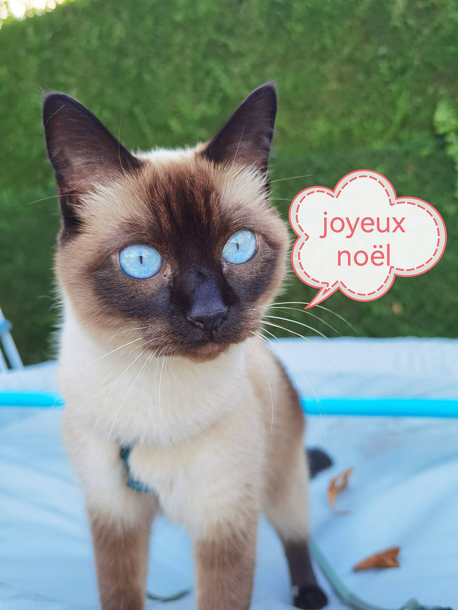 Kerigane a rejoint le concours — aidez-le/la à gagner de superbes lots ! carnivore, cat, curious, electric_blue, fawn, felidae, fur, iris, siamese, small_to_medium_sized_cats, snout, terrestrial_animal, whiskers