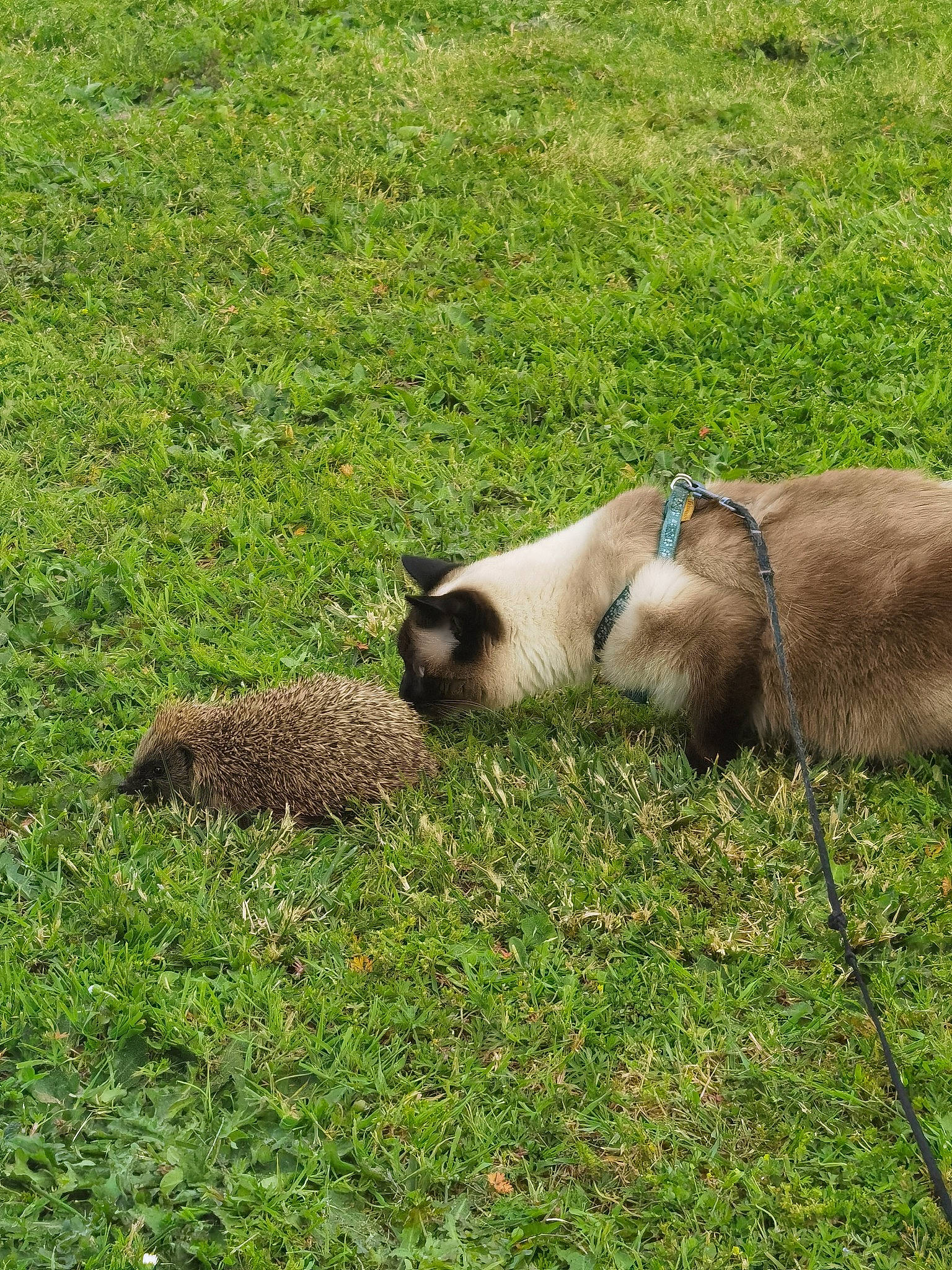 Kerigane a rejoint le concours — aidez-le/la à gagner de superbes lots ! canidae, companion_dog, dog_breed, fawn, felidae, field, grass, grassland, grazing, groundcover, livestock, pasture, plant, prairie, ranch, siamese, sporting_group, tail, terrestrial_animal, working_animal