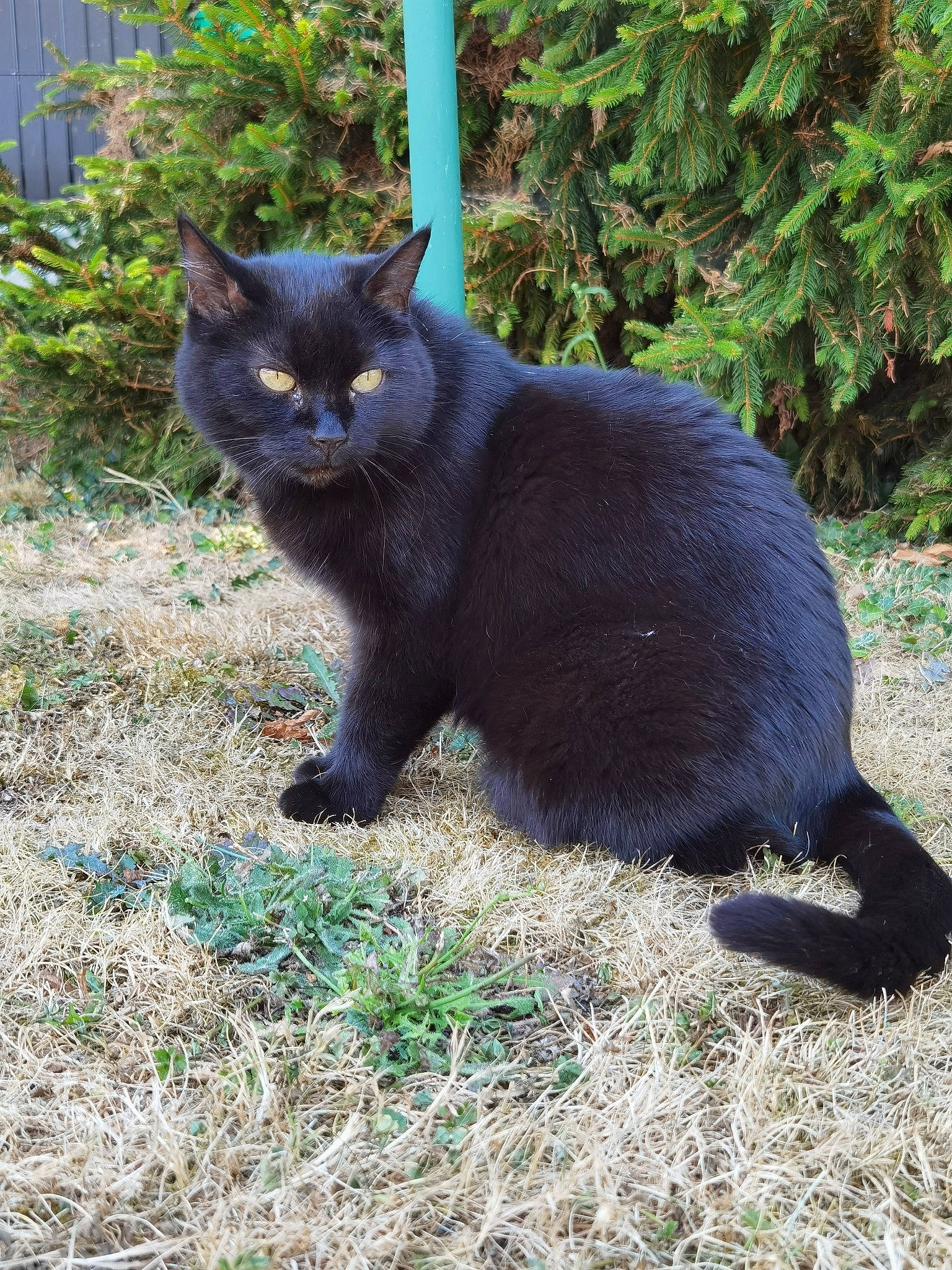 La Black a rejoint le concours — aidez-le/la à gagner de superbes lots ! black_cat, bombay, carnivore, cat, domestic_short_haired_cat, electric_blue, felidae, fur, grass, groundcover, plant, shrub, sitting, small_to_medium_sized_cats, snout, tail, terrestrial_animal, tree, whiskers, window