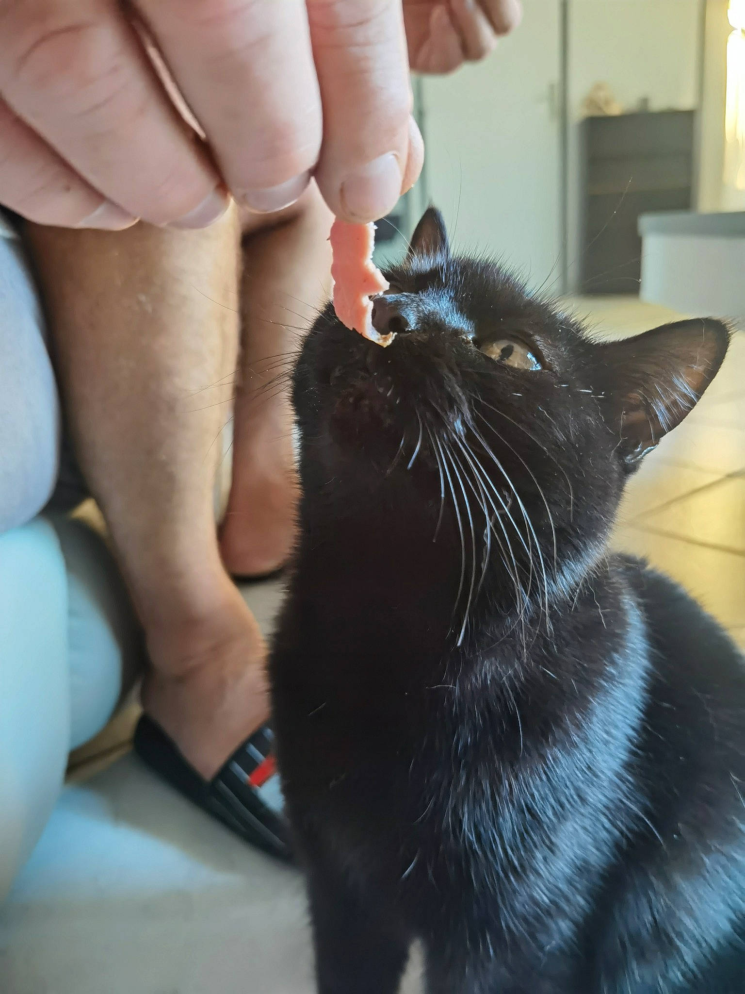 La Black participe au concours pour gagner de l'argent avec cette photo : black_cat, bombay, carnivore, cat, comfort, domestic_short_haired_cat, ear, felidae, finger, foot, fur, gesture, hand, nail, small_to_medium_sized_cats, snout, terrestrial_animal, thumb, whiskers, wrist