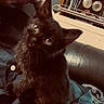 Grover Elliot joined the competition — help win amazing prizes! black_cat, blanket, blue_clothing, buttoned_shirt, cat, clock, couch, cute, desk, feline, fluffy, home, indoors, kitten, lap, person, pet, portrait, sitting, stationery