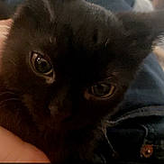 Grover Elliot joined the competition — help win amazing prizes! animal, black_cat, blanket, cat, close_up, cuddling, ears, fluffy, furry, green_eyes, home, indoor, kitten, lap, paws, pet, portrait, sitting, text_overlay, whiskers