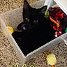 Grover Elliot joined the competition — help win amazing prizes! animal, black_cat, carpet, cat, close_up, ears, eyes, feline, household, indoor, kitten, lying_down, pet, plastic_container, playful, portrait, sitting, storage_bin, toys, whiskers