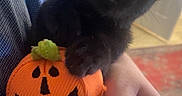 Grover Elliot is registered to the contest to win money with this photo: animal, black_cat, cat, close_up, cute, ears, eyes, fluffy, furry, halloween, held, human_hand, indoor, kitten, orange, pet, plush_toy, portrait, pumpkin, toy
