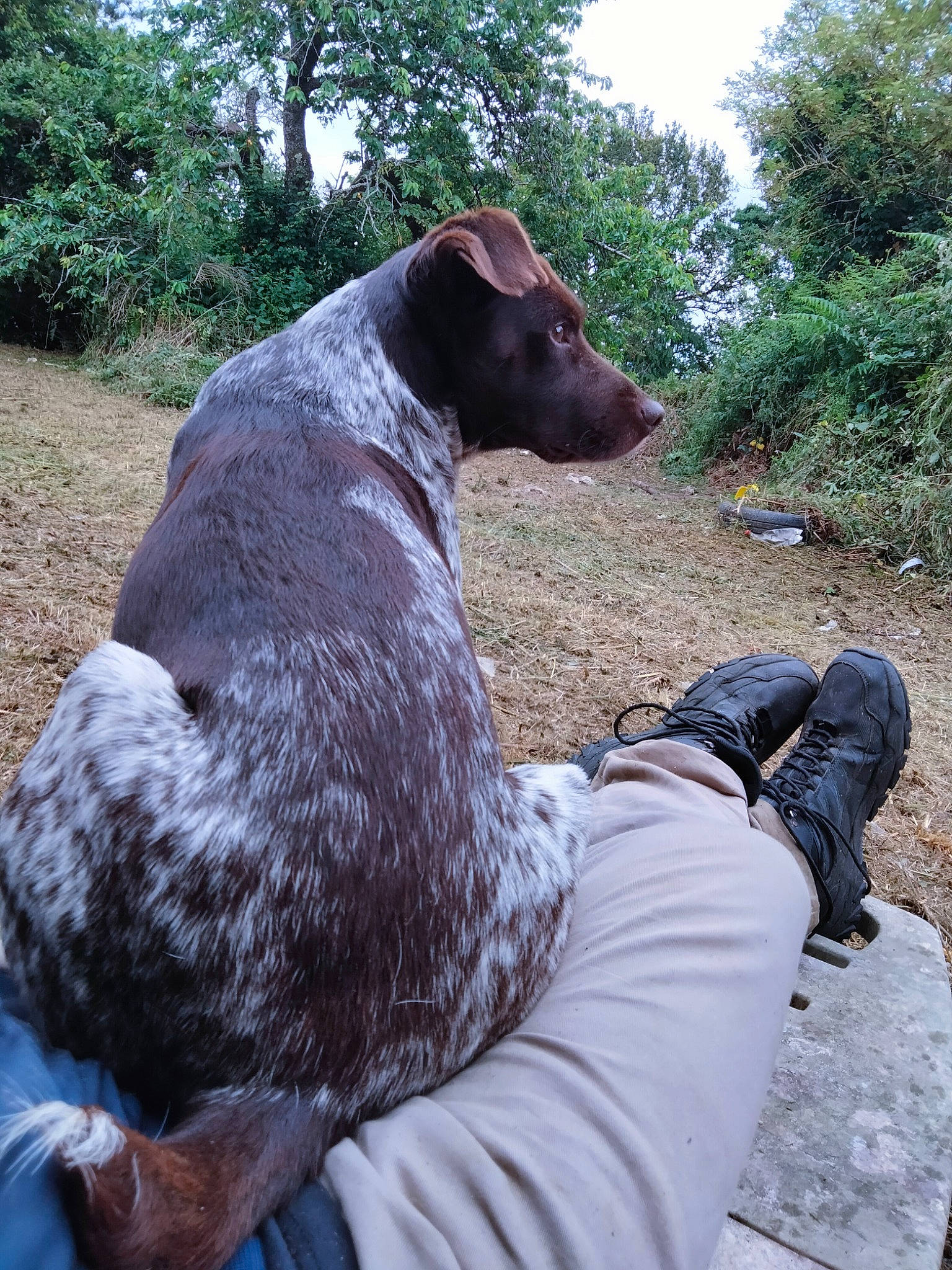 Balto a rejoint le concours — aidez-le/la à gagner de superbes lots ! borador, canidae, carnivore, collar, companion_dog, dog, dog_breed, dog_collar, fawn, grass, guard_dog, gun_dog, plant, sky, snout, sporting_group, tree, walking, working_animal, working_dog