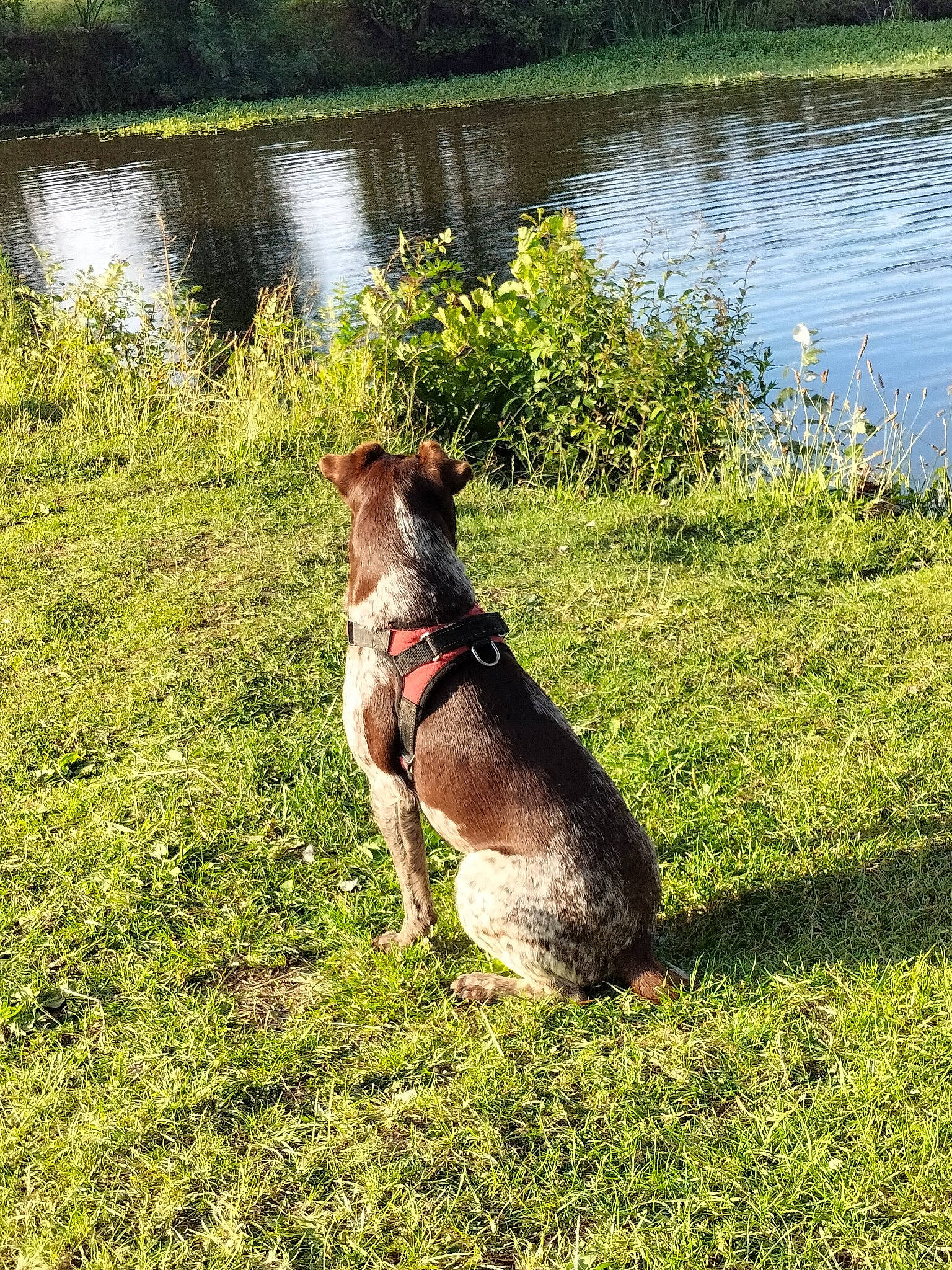 Balto a rejoint le concours — aidez-le/la à gagner de superbes lots ! airedale_terrier, carnivore, collar, companion_dog, dog, dog_breed, fawn, grass, grassland, groundcover, lacustrine_plain, lake, landscape, plant, reservoir, snout, tail, tree, water, working_animal