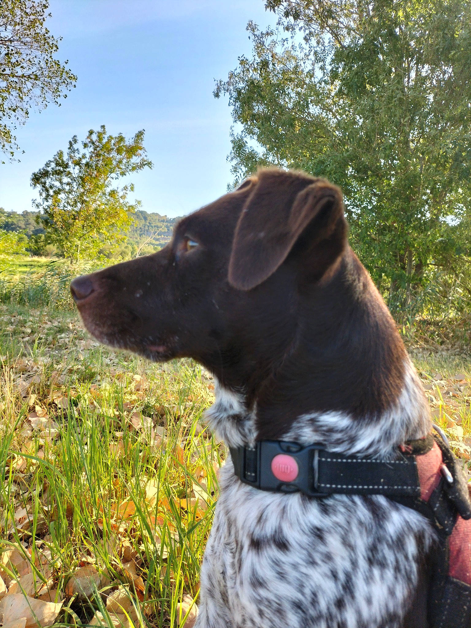Balto participe au concours pour gagner de l'argent avec cette photo : borador, canidae, carnivore, collar, companion_dog, dog, dog_breed, dog_collar, fawn, grass, gun_dog, leash, liver, plant, pointing_breed, sky, snout, sporting_group, tree, working_animal