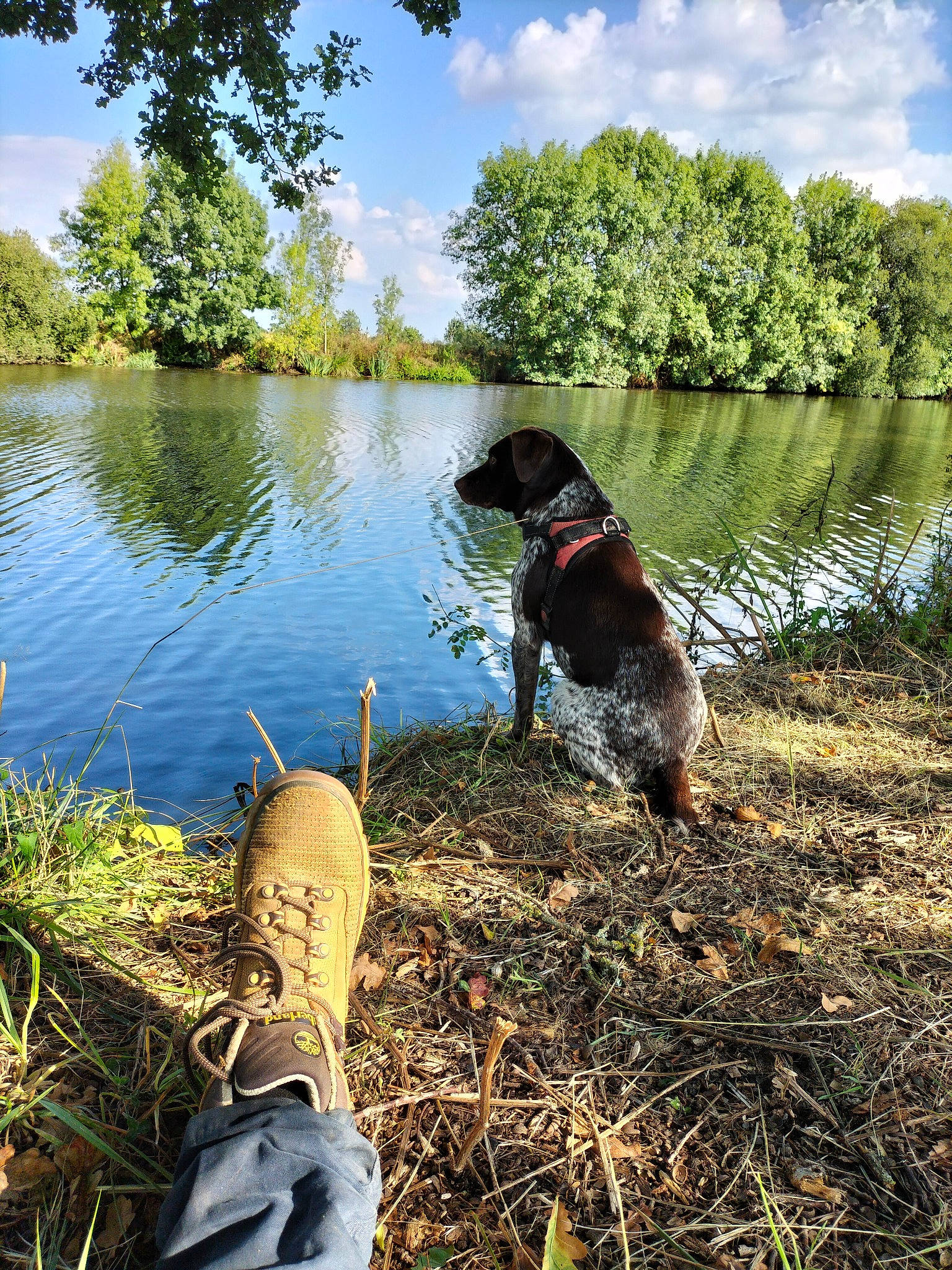 Balto a rejoint le concours — aidez-le/la à gagner de superbes lots ! carnivore, cloud, companion_dog, dog, dog_breed, grass, lacustrine_plain, lake, landscape, leisure, people_in_nature, plant, recreation, sky, sporting_group, sunlight, tail, tree, water, working_animal