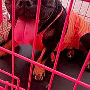 Bella Rose joined the competition — help win amazing prizes! animal, black_dog, cage, canine, closeup, clothing, cute, dog, fence, happy, indoor, orange_outfit, paw, pet, pet_care, pink_cage, playful, sitting, tongue, tongue_out