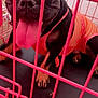 animal, black_dog, cage, canine, closeup, clothing, cute, dog, fence, happy, indoor, orange_outfit, paw, pet, pet_care, pink_cage, playful, sitting, tongue, tongue_out