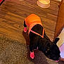 black_dog, carpet, corner, cute, dog, dog_socks, door, empty_bowls, indoor, orange_outfit, pet_bowls, pet_clothing, pink, polka_dot, small_dog, standing, striped, tongue_out, wall, wood_floor