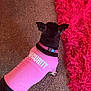Bella Rose joined the competition — help win amazing prizes! animal, black_dog, carpet, clothing, collar, cute, dog, domestic_animal, floor, fluffy_rug, furniture, guard, home, indoor, pet, pink_shirt, rug, security, small_dog, standing