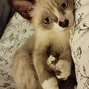 Rocky a rejoint le concours — aidez-le/la à gagner de superbes lots ! kitten, cat, blue_eyes, furry, pet, animal, bed, blanket, patterned, cute, small, whiskers, ears, tail, fur, indoor, resting, young, domestic, sleepy