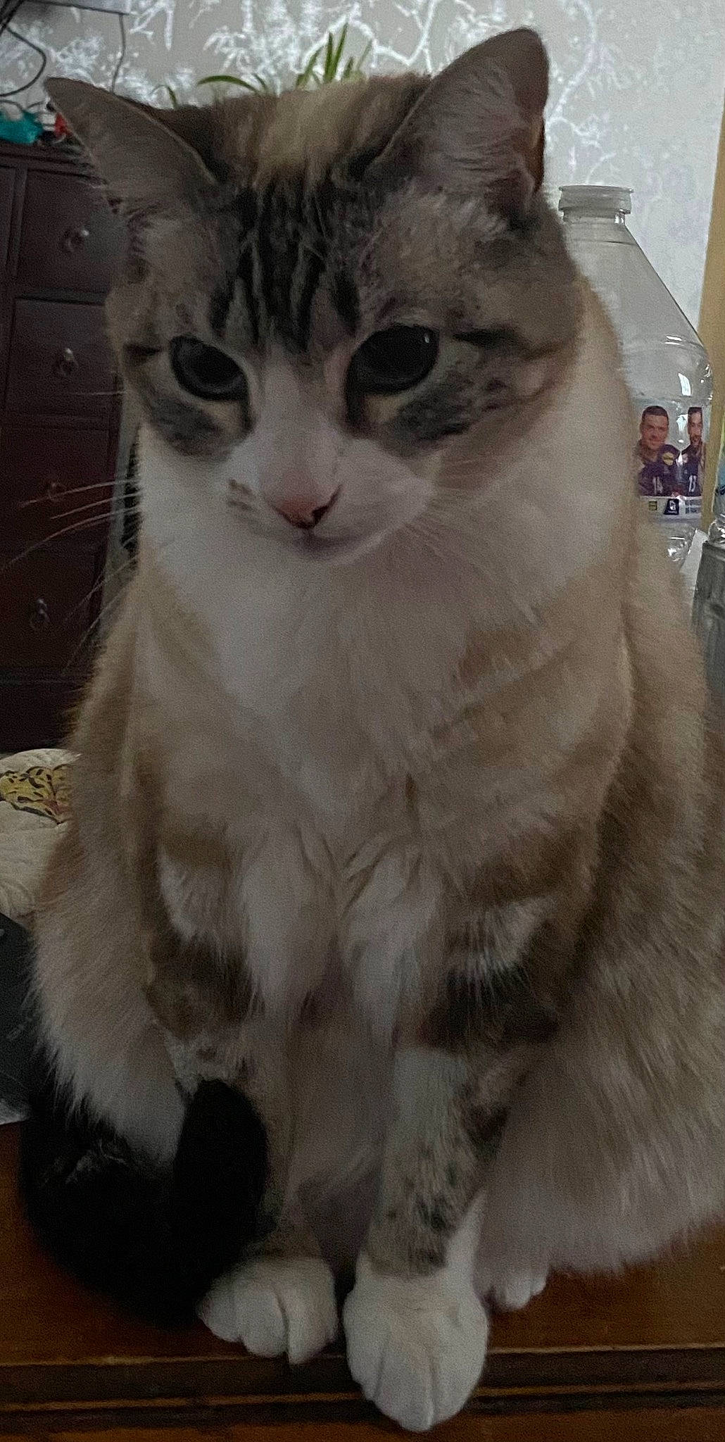 Nova participe au concours pour gagner de l'argent avec cette photo : carnivore, cat, domestic_short_haired_cat, door, felidae, fur, paw, pet_supply, small_to_medium_sized_cats, snout, tail, whiskers, window