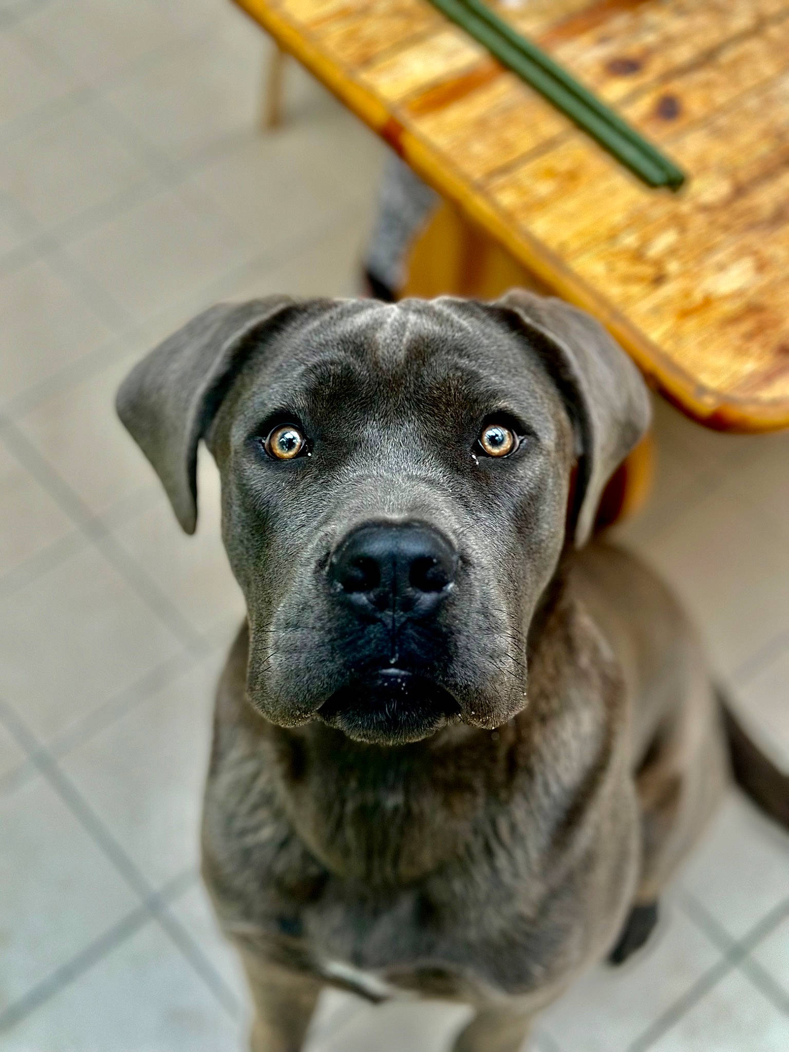 Urus a rejoint le concours — aidez-le/la à gagner de superbes lots ! borador, canidae, carnivore, collar, companion_dog, dog, dog_breed, dog_collar, fawn, fur, guard_dog, puppy, snout, sporting_group, terrestrial_animal, whiskers, wood, working_animal, working_dog