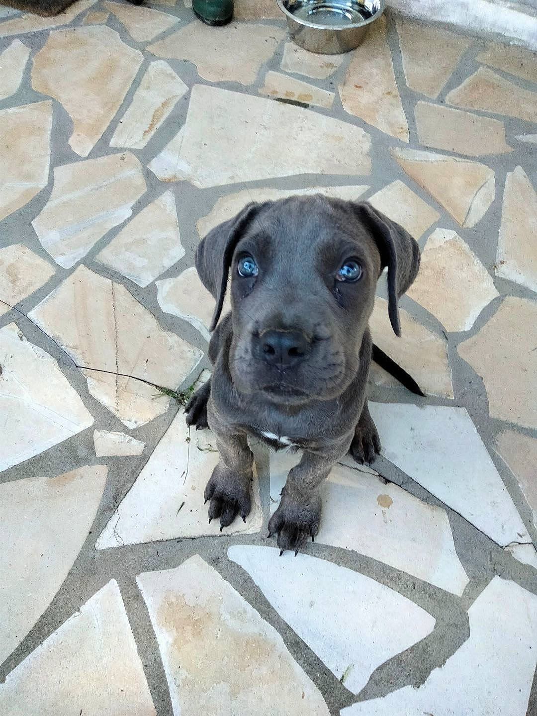 Urus participe au concours pour gagner de l'argent avec cette photo : borador, canidae, carnivore, cobblestone, collar, companion_dog, dog, dog_breed, dog_collar, eye, fawn, guard_dog, leash, non_sporting_group, pet_supply, road_surface, snout, sporting_group, terrestrial_animal, working_animal