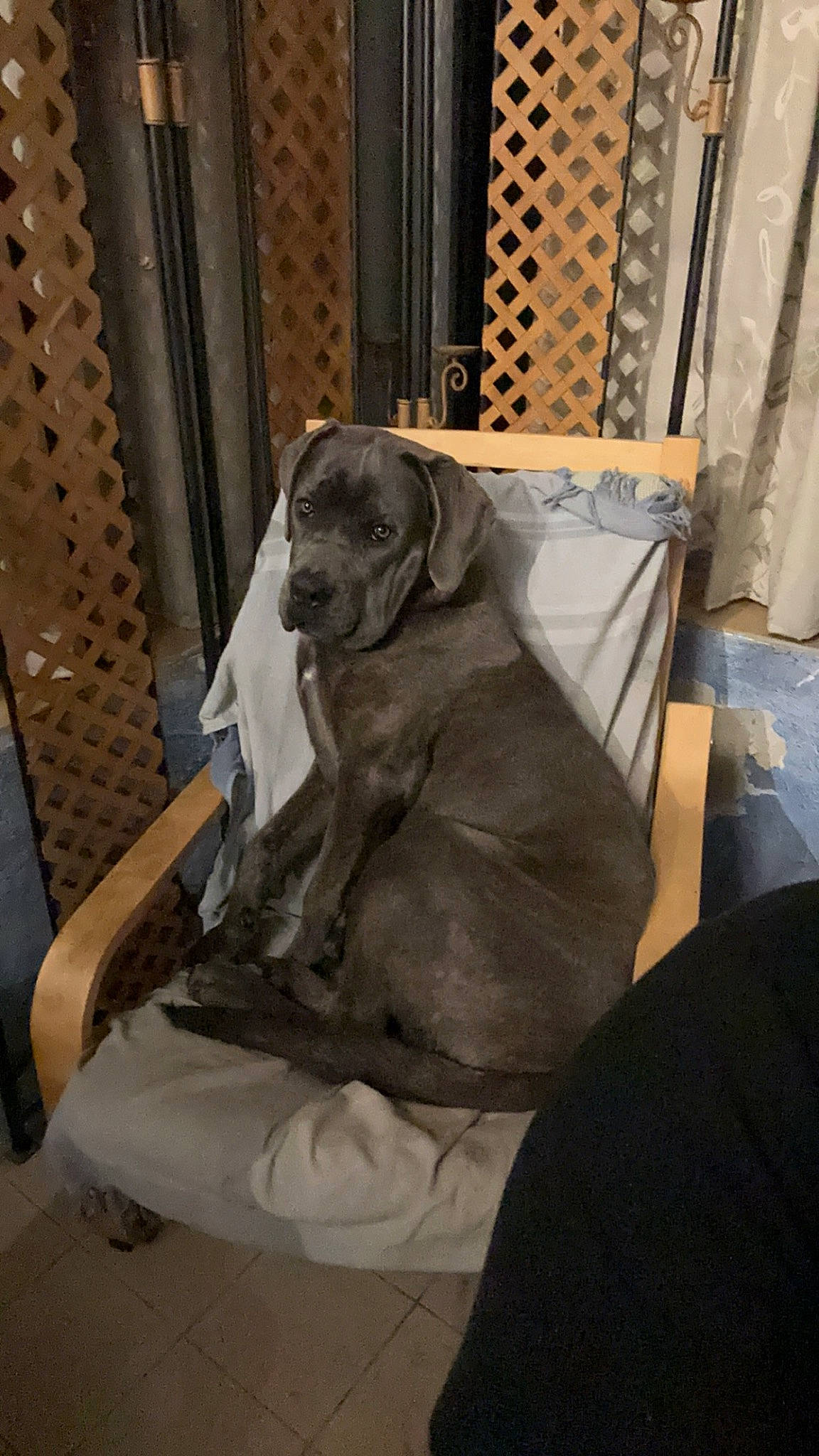 Urus participe au concours pour gagner de l'argent avec cette photo : art, canidae, carnivore, chair, comfort, companion_dog, couch, dog, dog_breed, fawn, flooring, fur, grey, gun_dog, liver, snout, sporting_group, table, wood, working_animal