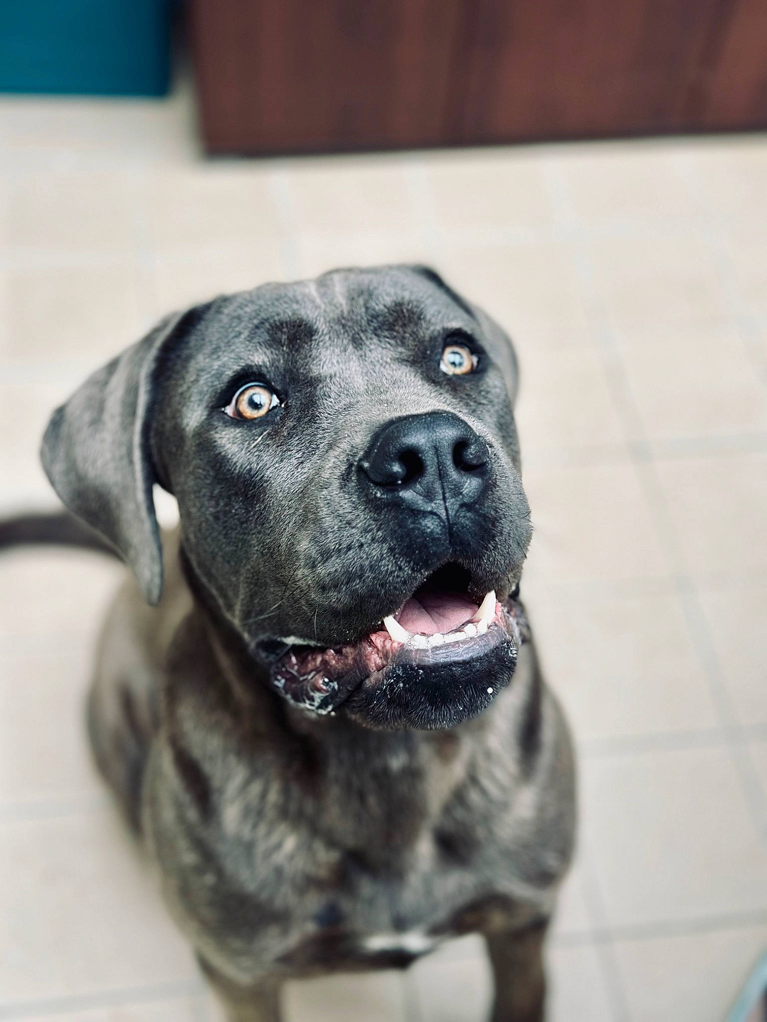 Urus a rejoint le concours — aidez-le/la à gagner de superbes lots ! canidae, carnivore, collar, companion_dog, dog, dog_breed, dog_collar, eye, fawn, fur, guard_dog, non_sporting_group, snout, sporting_group, terrestrial_animal, water, whiskers, working_animal, working_dog