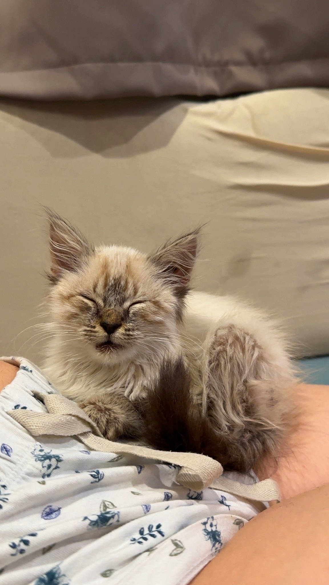 Jamie participe au concours pour gagner de l'argent avec cette photo : bag, birman, carnivore, cat, claw, comfort, fawn, felidae, fur, paw, plant, ragdoll, sitting, small_to_medium_sized_cats, snout, tail, terrestrial_animal, whiskers