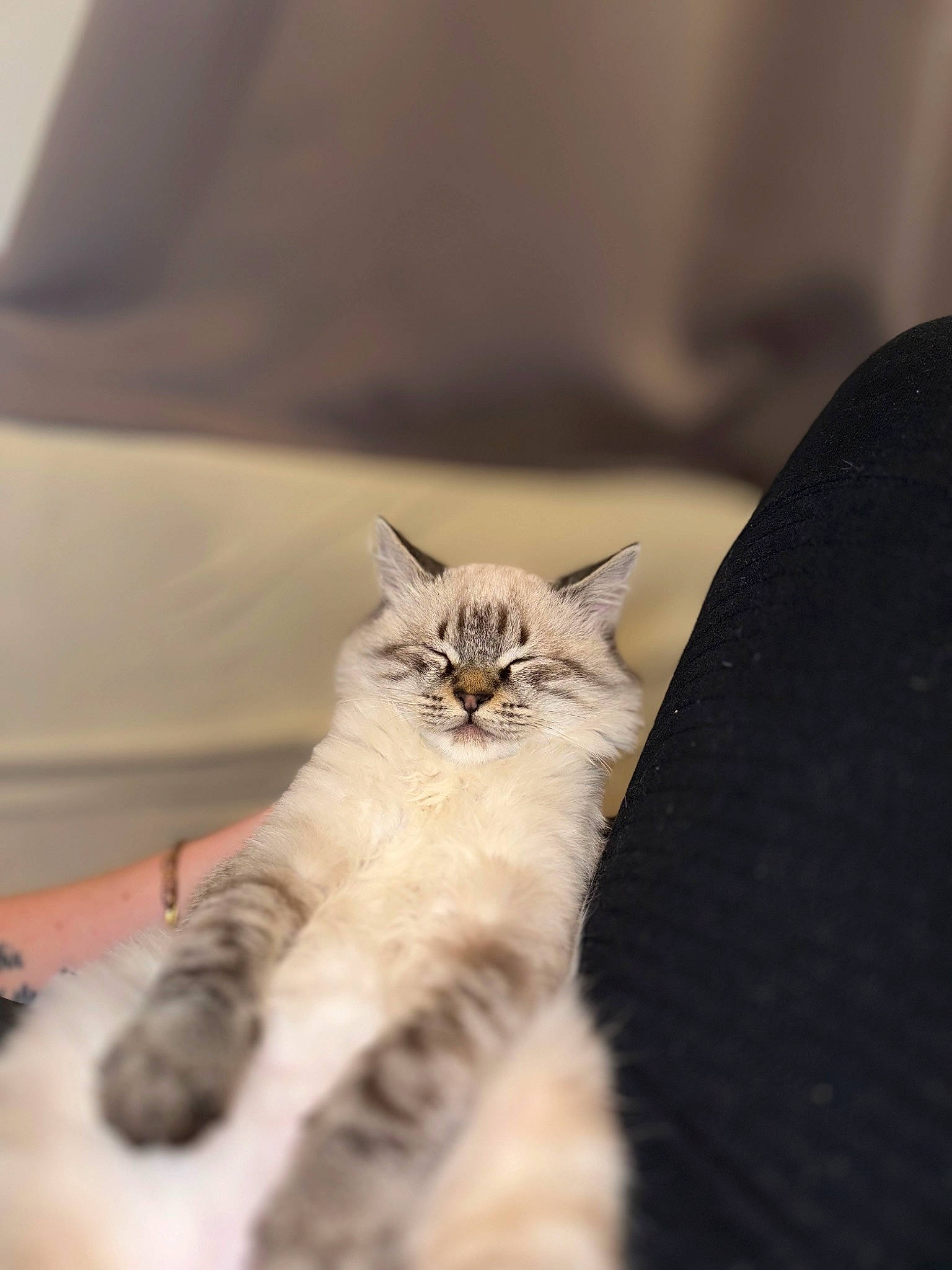 Jamie participe au concours pour gagner de l'argent avec cette photo : carnivore, cat, claw, comfort, domestic_short_haired_cat, fawn, felidae, fur, nail, paw, small_to_medium_sized_cats, snout, tail, terrestrial_animal, whiskers, wildlife, wood