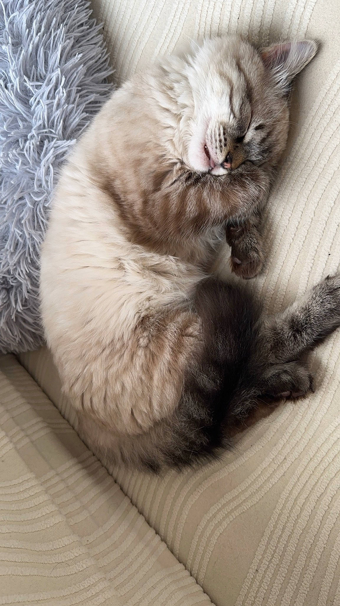 Jamie participe au concours pour gagner de l'argent avec cette photo : carnivore, cat, claw, comfort, domestic_short_haired_cat, felidae, fur, grey, paw, small_to_medium_sized_cats, snout, tail, whiskers, wood