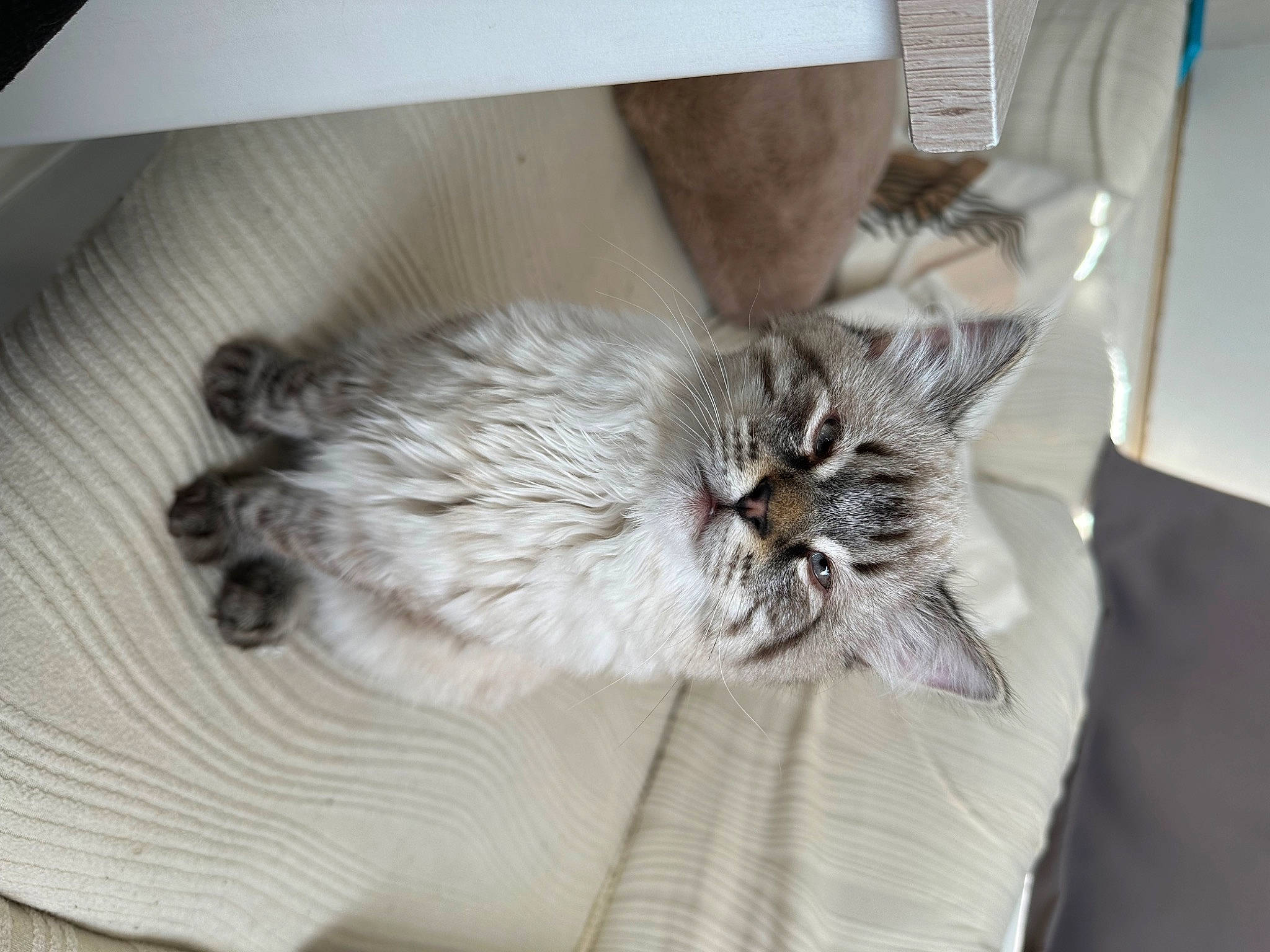 Jamie participe au concours pour gagner de l'argent avec cette photo : box, carnivore, cat, claw, comfort, domestic_short_haired_cat, fawn, felidae, fur, grey, hardwood, paw, small_to_medium_sized_cats, tail, whiskers, wood