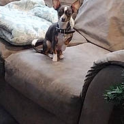 Roxy joined the competition — help win amazing prizes! animal, blanket, collar, companion, couch, cozy, cute, dog, domestic, ears, fur, furniture, home, indoor, living_room, pet, resting, seated, small_dog, watchful