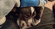 Roxy is registered to the contest to win money with this photo: animal, black, blanket, brown, casual, colorful, comfort, cozy, dog, fur, indoors, lap, pet, relaxed, resting, sleepy, snug, soft, texture, white