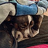animal, black, blanket, brown, casual, colorful, comfort, cozy, dog, fur, indoors, lap, pet, relaxed, resting, sleepy, snug, soft, texture, white