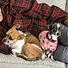 Roxy joined the competition — help win amazing prizes! animal, black_and_white_dog, brown_dog, chihuahua, companion, couch, cozy, cute, dog, domestic_animal, festive, indoor, person, pet, plaid_shirt, relaxing, resting, seated, small_dog, sweater