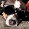 Roxy is registered to the contest to win money with this photo: accessory, animal, black, brown_fur, close_up, cushion, cute, dog, face, funny, indoor, nose, pet, portrait, relaxed, resting, sleepy, sunglasses, wearing, white_fur