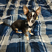 Roxy is registered to the contest to win money with this photo: dog, chihuahua, small_dog, pet, animal, ears, collar, blanket, blue, white, plaid, fur, cute, alert, indoor, domestic_animal, sitting, looking, young_dog, companion