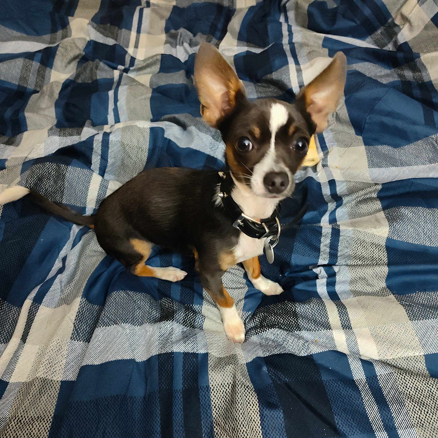 Roxy