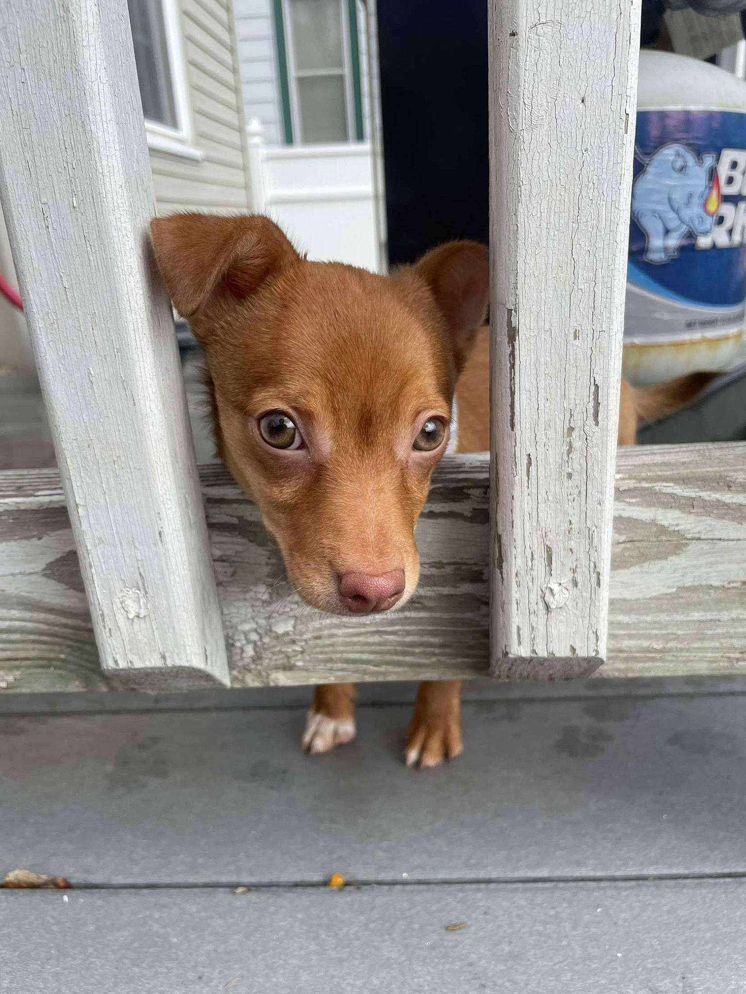 Tutter is registered to the contest to win money with this photo: animal_shelter, canidae, carnivore, chihuahua, companion_dog, dog, dog_breed, dog_supply, fawn, pet_supply, snout, sporting_group, street_dog, tail, terrestrial_animal, toy_dog, whiskers, window, wood, working_animal