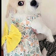 Jazzy is registered to the contest to win money with this photo: puppy, dog, white_fur, dress, yellow_bow, floral_pattern, cute, pet, small_dog, indoors, fabric, soft_fur, adorable, costume, sitting, looking_back, hand, couch, cozy, close_up