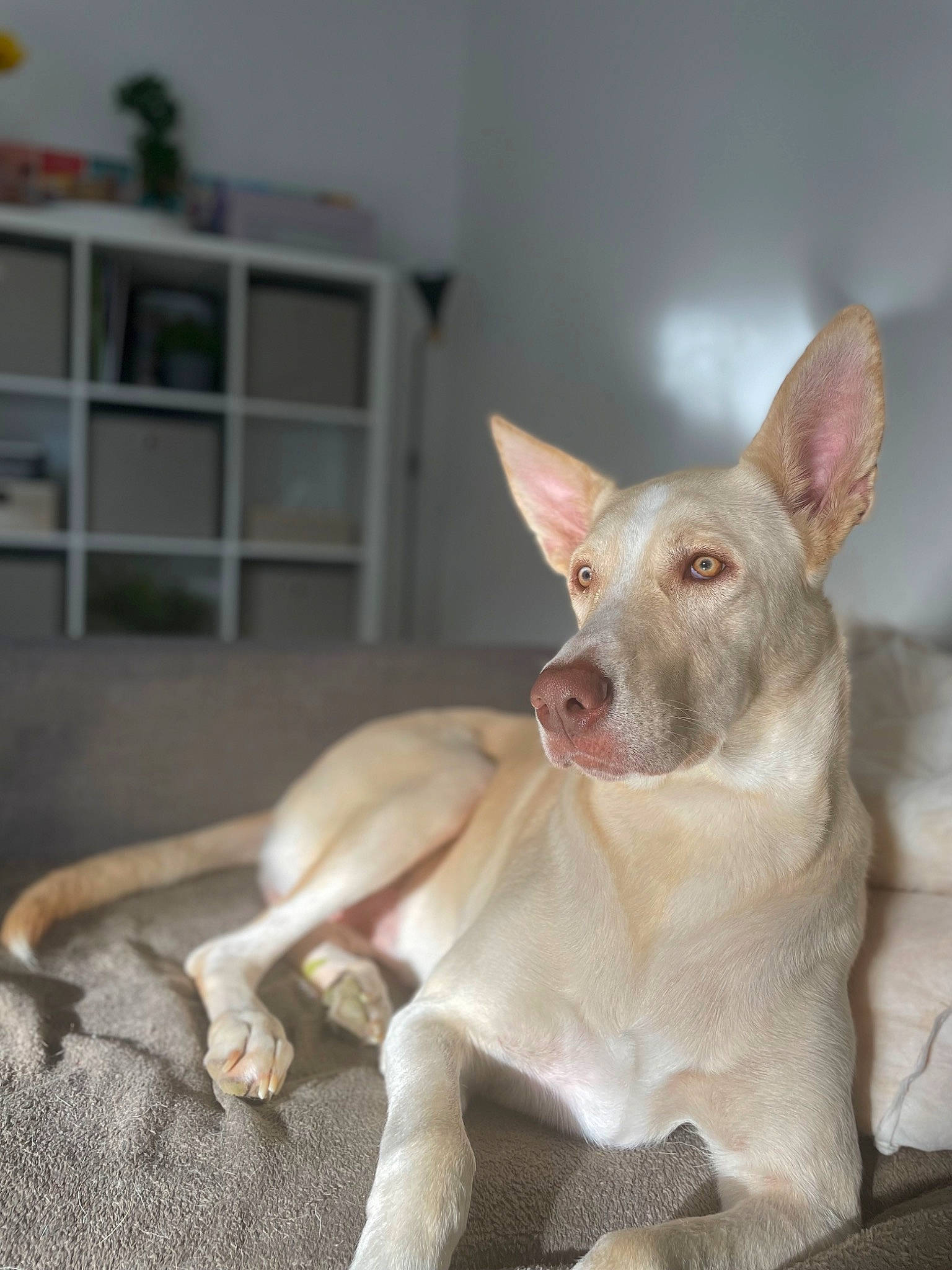 Shiro a rejoint le concours — aidez-le/la à gagner de superbes lots ! cabinetry, canidae, carnivore, companion_dog, dog, dog_breed, ear, fawn, non_sporting_group, paw, pet_supply, shelf, snout, sporting_group, terrestrial_animal, whiskers, working_animal