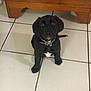 puppy, dog, black_dog, white_patch, collar, floor, tile_floor, dresser, wooden_furniture, indoor, pet, young_dog, cute, sitting, looking_up, animal, companion, domestic_animal, small_dog, adorable