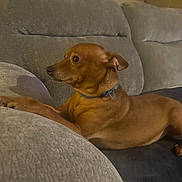 Marley joined the competition — help win amazing prizes! dog, brown_dog, small_dog, couch, indoor, pet, collar, side_view, resting, furniture, domestic_animal, canine, companion, animal, relaxed, home, living_room, cute, alert, paw