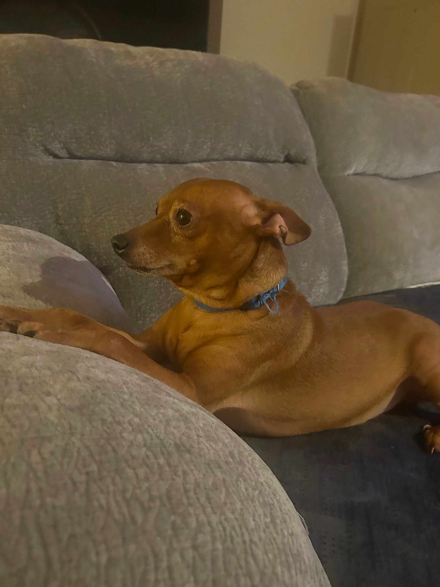 Marley joined the competition — help win amazing prizes! dog, brown_dog, small_dog, couch, indoor, pet, collar, side_view, resting, furniture, domestic_animal, canine, companion, animal, relaxed, home, living_room, cute, alert, paw