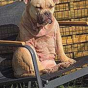 Uly a rejoint le concours — aidez-le/la à gagner de superbes lots ! dog, outdoor, chair, sunlight, fence, grass, pet, sitting, wrinkles, relaxed, daylight, backyard, canine, resting, summer, animal, leisure, portrait, sunbathing, nature