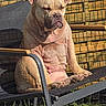dog, outdoor, chair, sunlight, fence, grass, pet, sitting, wrinkles, relaxed, daylight, backyard, canine, resting, summer, animal, leisure, portrait, sunbathing, nature