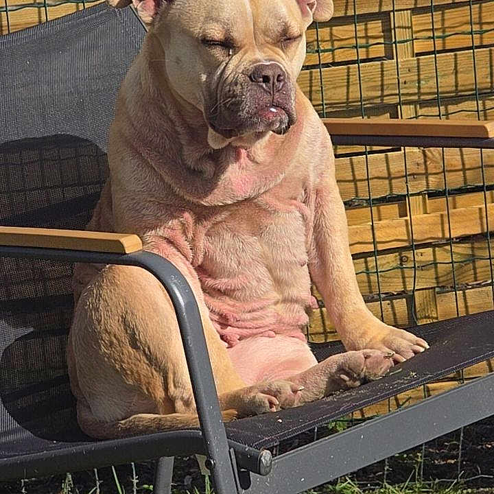 Uly a rejoint le concours — aidez-le/la à gagner de superbes lots ! dog, outdoor, chair, sunlight, fence, grass, pet, sitting, wrinkles, relaxed, daylight, backyard, canine, resting, summer, animal, leisure, portrait, sunbathing, nature