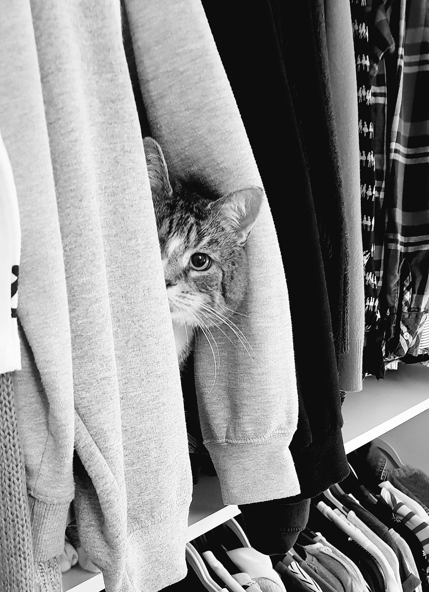 Joe joined the competition — help win amazing prizes! black, black_and_white, carnivore, cat, comfort, felidae, gesture, grey, human_leg, leg, line, monochrome, monochrome_photography, photograph, room, snapshot, style, textile, thigh, white
